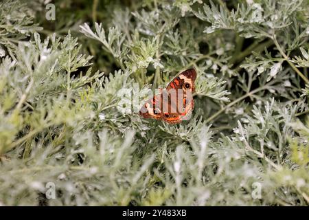 Common Buckeye (Junonia coenia) im will Rogers Park von Oklahoma City Stockfoto