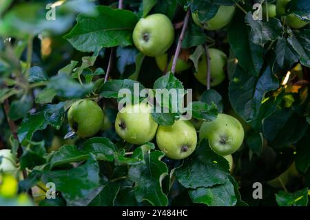 Viele große grüne Äpfel auf den Ästen eines Apfelbaums. Stockfoto