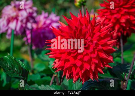 Schöne Blumen wachsen im Garten Stockfoto