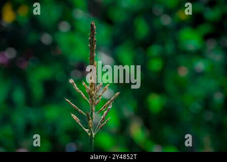 Schöne Blumen wachsen im Garten Stockfoto