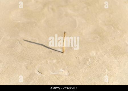 Ein einsamer Stock steht aufrecht an einem Sandstrand, dessen Schatten sich über die helle Oberfläche erstreckt und einen Moment der Einfachheit in der Natur unterstreicht. Stockfoto