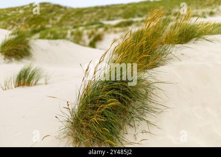 Zwischen sandigen Hügeln wächst hohes Dünengras, das sanft in der warmen Brise unter der hellen Sonne schwingt und eine ruhige Küstenlandschaft schafft. Stockfoto