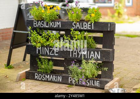 Dieser Kräutergarten zeigt eine Vielzahl von Pflanzen, darunter Basilikum, Salbei, Minze, Thymian, rosmarin und Petersilie, angeordnet in einem hölzernen Pflanzgefäß Stockfoto