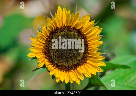 Schöne Blumen wachsen im Garten Stockfoto