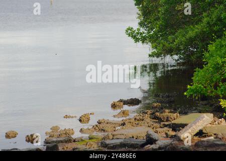 Weißer und grauer willet Catoptrophorus semipalmatus, der links auf Felsen im unteren Bereich blickt und auf hellblaues Wasser mit kleinen Wellen und Sonne blickt Stockfoto