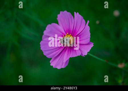 Schöne Blumen wachsen im Garten Stockfoto