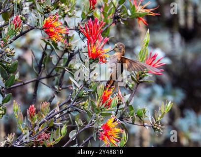 Ein leuchtender Sonnenstrahl-Kolibris (Aglaeactis cupripennis), der sich von Blumen ernährt. Peru, Südamerika. Stockfoto