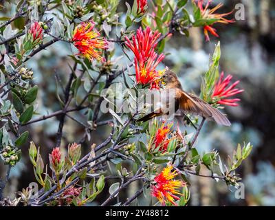 Ein leuchtender Sonnenstrahl-Kolibris (Aglaeactis cupripennis), der sich von Blumen ernährt. Peru, Südamerika. Stockfoto