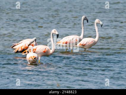 Eine Herde chilenischer Flamingos (Phoenicopterus chilensis) in einem See. Peru, Südamerika. Stockfoto