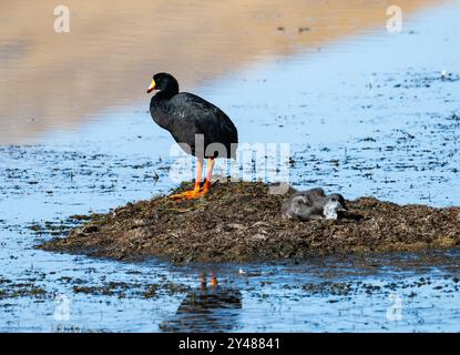 Ein Riesenkuchen und seine Küken (Fulica gigantea) auf ihrem Nest in einem See. Peru, Südamerika. Stockfoto