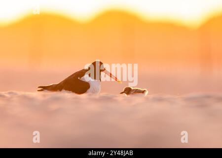 Austernfänger Sonnenaufgang Stockfoto