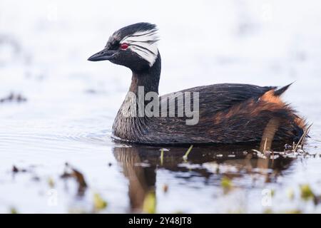 White Tufted Grebe, Rollandia Rolland Rolland, in Yorke Bay Pond, East Falkland, Falkland Islands. Stockfoto