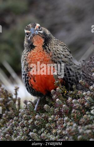 Weibchen Langschwanzlarke, Leistes Loyca Falklandicus. Einheimische Arten von den Falklandinseln. Stockfoto