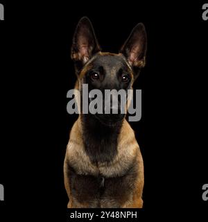 Porträt eines Malinois Schäferhunds, der vor einem isolierten schwarzen Hintergrund sitzt Stockfoto