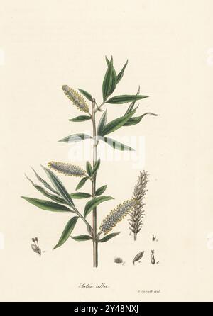 Weiße Weide, Salix alba. Mit Katzetten und Blättern. Quelle von Salicin. Handkolorierte Lithographie aus einer botanischen Illustration von George Spratt aus William Woodville und Sir William Jackson Hooker's Medical Botany, London, 1832. Stockfoto