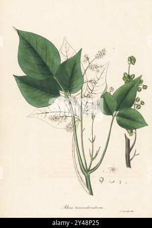 Atlantische Gifteiche oder östliche Gifteiche, Toxicodendron pubescens. Pubertierende Gifteiche oder Sumach, Rhus toxicodendron. In Nordamerika heimisch, als Narkotikum oder Stimulans verwendet. Handkolorierte Lithographie aus einer botanischen Illustration von George Spratt aus William Woodville und Sir William Jackson Hooker's Medical Botany, London, 1832. Stockfoto