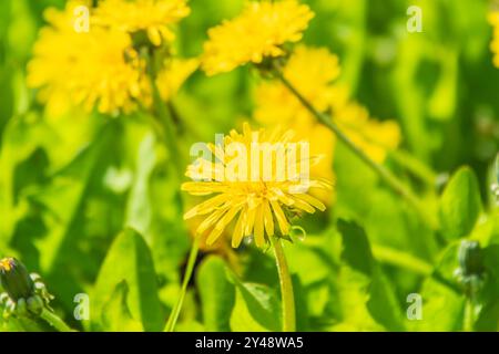 Hummel auf einem gelben Dandelion. Das Insekt bestäubt die Blume. Hummel sammelt Nektar im Sommer. Dandelion in der Natur. Stockfoto