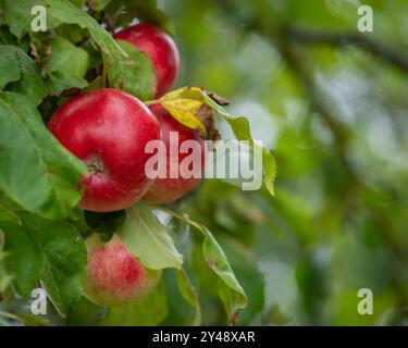 Nahaufnahme eines unfokussierten Hintergrunds von roten Apfelbäumen auf einer Farm. Hintergrund mit frischen roten Bio-Äpfeln, die auf Ästen mit grünen Blättern wachsen. Stockfoto