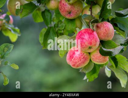 Frische Äpfel aus dem Obstgarten. Die Apfelernte kann aus dem Obstgarten geerntet werden. Stockfoto