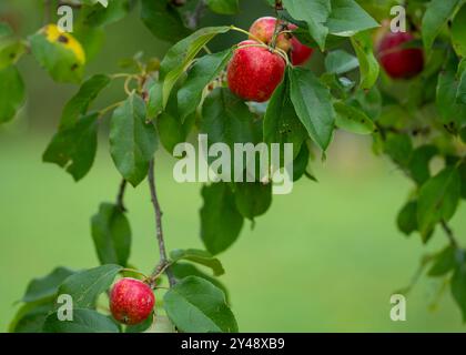 Nahaufnahme eines unfokussierten Hintergrunds von roten Apfelbäumen auf einer Farm. Hintergrund mit frischen roten Bio-Äpfeln, die auf Ästen mit grünen Blättern wachsen. Stockfoto