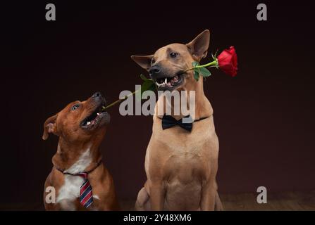 Ein thailändischer Ridgeback und ein Staffordshire Bull Terrier Hund in Krawatten halten Rosen im Mund und strahlen Eleganz und Verspieltheit aus. Stockfoto