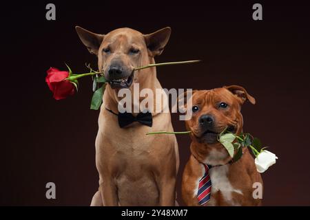 Ein thailändischer Ridgeback und ein Staffordshire Bull Terrier Hund in Krawatten halten Rosen im Mund und strahlen Eleganz und Verspieltheit aus. Stockfoto