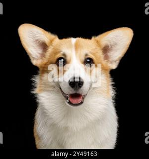 Porträt des lustigen Hundecorgi pembroke im Studio vor schwarzem Hintergrund Stockfoto