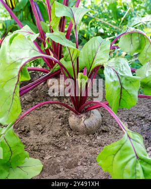 Rote Bete Pflanze. Frische Rote Bete wächst im Garten. Stockfoto