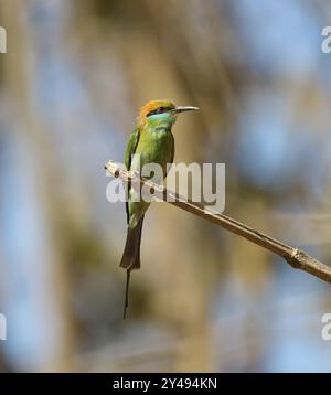 Der grüne Bienenfresser, auch bekannt als asiatischer grüner Bieneneaterin in grünem, unscharfen Hintergrund. Dieses Foto wurde aus Bangladesch aufgenommen. Stockfoto