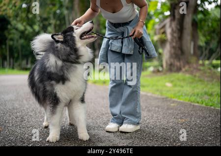 Ein wunderschöner sibirischer Husky-Hund an der Leine mit seinem Besitzer, der zusammen in einem grünen Park spaziert. Eine Hundebesitzerin trainiert ihren Hund, während sie uns laufen lässt Stockfoto
