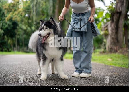 Ein wunderschöner sibirischer Husky-Hund an der Leine mit seinem Besitzer, der zusammen in einem grünen Park spaziert. Eine Hundebesitzerin trainiert ihren Hund, während sie uns laufen lässt Stockfoto