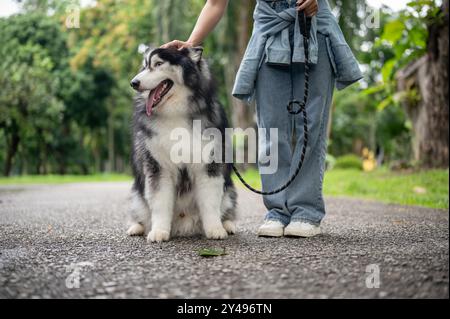 Eine Hundebesitzerin trainiert ihren Hund, während sie ihn auf einen Spaziergang in einem Park nimmt und ihm beibringt, zu sitzen und zu gehorchen. Ein zugeschnittenes Bild mit einem Kopierbereich Stockfoto