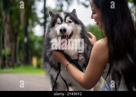 Ein wunderschöner sibirischer Huskyhund, der mit dem Besitzer in einem Park spielt und Zeit zusammen im Freien verbringt. Eine Hundebesitzerin redet und kümmert sich um sie Stockfoto