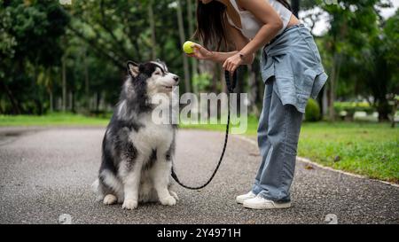 Eine Hundebesitzerin trainiert ihren sibirischen Huskyhund mit einem Ball und bringt ihm bei, zu sitzen, zu warten und zu gehorchen, während sie ein Spiel des gemeinsamen Abholens im genießt Stockfoto