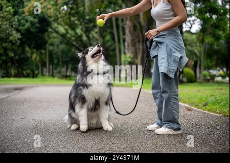 Eine Hundebesitzerin trainiert ihren sibirischen Huskyhund mit einem Ball und bringt ihm bei, zu sitzen, zu warten und zu gehorchen, während sie ein Spiel des gemeinsamen Abholens im genießt Stockfoto