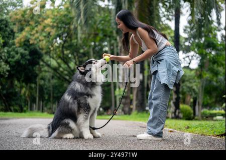 Eine Hundebesitzerin trainiert ihren sibirischen Huskyhund mit einem Ball und bringt ihm bei, zu sitzen, zu warten und zu gehorchen, während sie ein Spiel des gemeinsamen Abholens im genießt Stockfoto