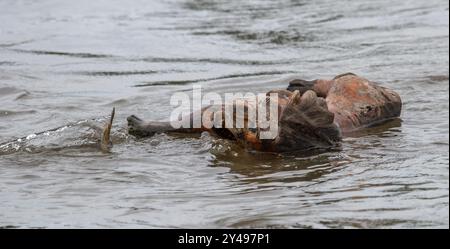 Schwimmender Hölzerner Löwe Stockfoto