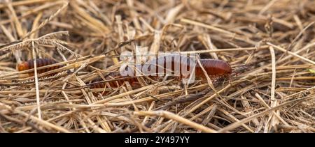 Tausendfüßler Stockfoto