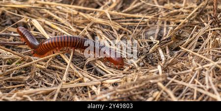 Tausendfüßler Stockfoto