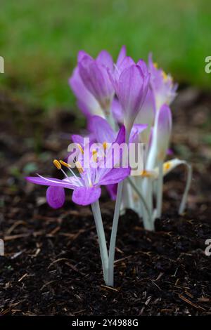 Nahaufnahme der Blumen des Riesenweiden Safrans (Colchicum speciosum 'Atrorubens') in einem Garten im frühen Herbst Stockfoto