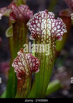 Nahaufnahme von Krügen der Pitcher Pflanze (Sarracenia x mitchelliana) im Frühherbst Stockfoto