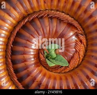 Tausendfüßler Stockfoto