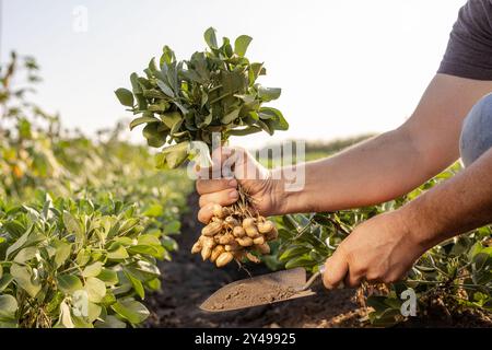 Bauernhand hält frische Erdnüsse mit Blättern in Nahaufnahme auf dem Hintergrund des Erdnussfeldes, Erdnussernte Stockfoto