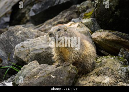 Ein alpines Murmeltier, das an einem sonnigen Sommertag in den österreichischen Alpen Rauris Österreich auf einem Felsen sitzt Stockfoto