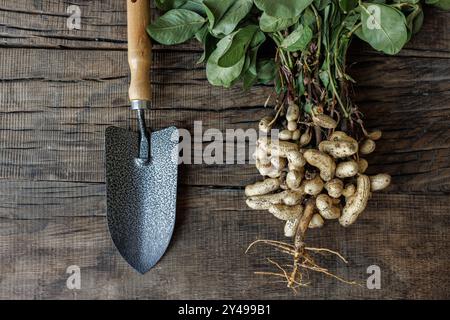 Frisch gepflückte Erdnüsse mit grünen Blättern in der Nähe von Gartenschaufel auf Holztischhintergrund. Erdnüsse sind immer noch an Wurzeln, Gartenarbeit und Bio-FAR gebunden Stockfoto