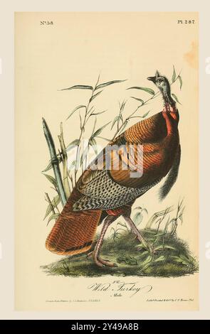 Der wilde truthahn (Meleagris gallopavo). Männlich. Nach einer Illustration von John James Audubon im 5. Band seines Buches The Birds of America from Drawings Made in the United States and their Territories, veröffentlicht 1842. Spätere Färbung. Stockfoto