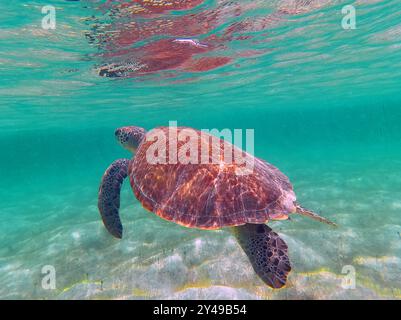 FRANKREICH. INSEL SAINT-BARTHELEMY (977). STRAND GRAND CUL-DE-SAC. GRÜNE SCHILDKRÖTE SCHWIMMT IN DER LAGUNE. Stockfoto