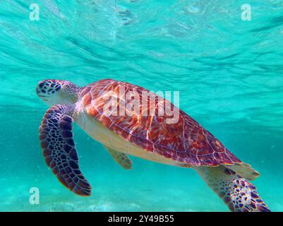 FRANKREICH. INSEL SAINT-BARTHELEMY (977). STRAND GRAND CUL-DE-SAC. GRÜNE SCHILDKRÖTE SCHWIMMT IN DER LAGUNE. Stockfoto