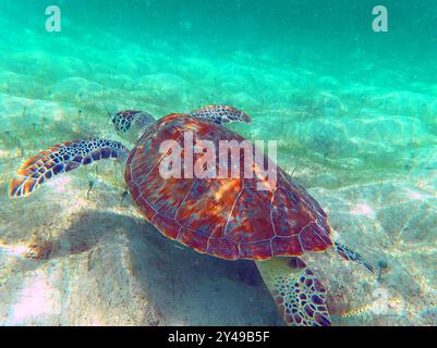 FRANKREICH. INSEL SAINT-BARTHELEMY (977). STRAND GRAND CUL-DE-SAC. GRÜNE SCHILDKRÖTE SCHWIMMT IN DER LAGUNE. Stockfoto