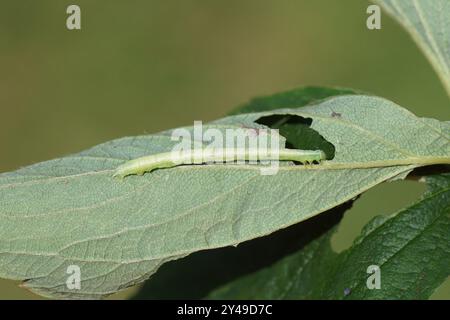 Die Raupe des Motten gemeiner Marmorteppich (Dysstroma truncata) isst von einem Erdbeerblatt. Familie Geometermotten (Geometridae). Holländischer Garten. Stockfoto